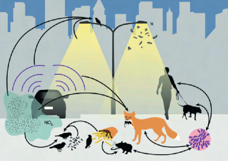 A circular diagram showing interconnected urban wildlife species and their roles in ecosystems.
